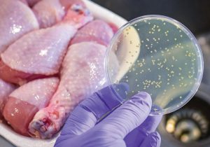 هشدارها به شیوع سویه های مقاوم به چند دارویی سالمونلا در طیور