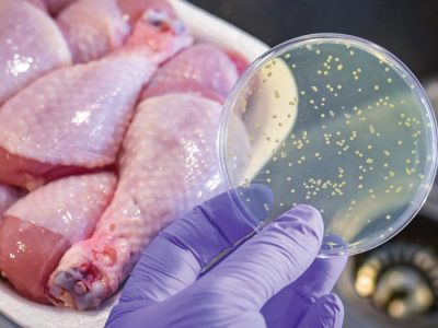 هشدارها به شیوع سویه های مقاوم به چند دارویی سالمونلا در طیور