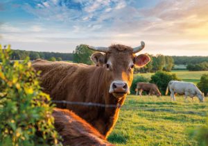 رشد ۱۰درصدی ارزش کل صادرات جهانی گوشت گاو