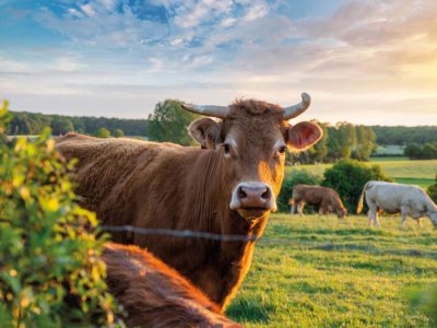 رشد ۱۰درصدی ارزش کل صادرات جهانی گوشت گاو