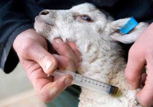 واکسینه شدن بیش از ۸۰۰ هزار دام علیه بیماری PPR