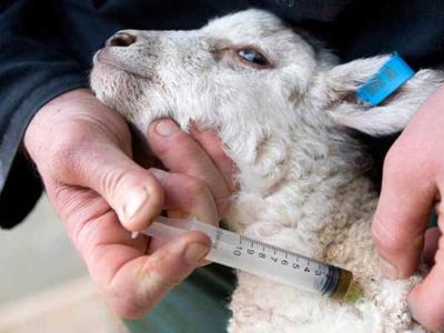 واکسینه شدن بیش از ۸۰۰ هزار دام علیه بیماری PPR