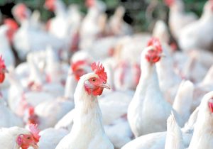 گرمای شدید و افزایش تلفات از علل گرانی مرغ در بازار است