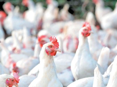 نشانه هایی از بازگشت رونق در صنعت مرغداری سوریه