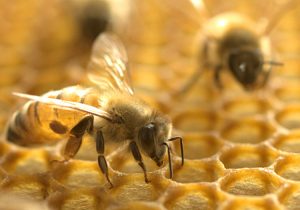 زنبورداران گیلانی ۹۹ کیلو ژل رویال تولید کردند