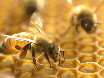 زنبورداران گیلانی ۹۹ کیلو ژل رویال تولید کردند