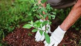 ثبت دقیق تعداد و محل تمامی درختان کاشته شده در ادارات منابع طبیعی