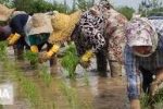 برنج ۶۰ هزار تومانی ۲۰۰ هزار تومان به دست مصرفکننده میرسد