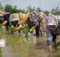 برنج ۶۰ هزار تومانی ۲۰۰ هزار تومان به دست مصرف‌کننده می‌رسد