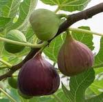 درختان انجیری که با تبدیل دی‌اکسیدکربن به سنگ، ناجی زمین می‌شوند