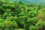 حفاظت از جنگل‌های زاگرس در دستور کار مرکز آسیا و اقیانوسیه سازمان ملل قرار گرفت