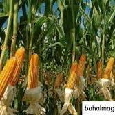 برداشت ذرت علوفه‌ای در گیلان آغاز شد