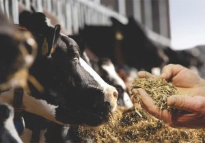 تامین خوراک و علوفه مورد نیاز دام های کشور