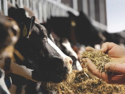 مصرف آب در دامداری ها و راهکارهای کاهش آن