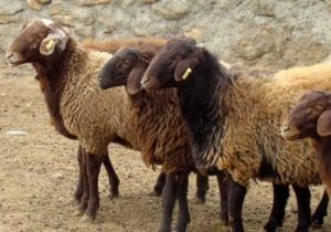 هشدار کشتار دام‌های مولد به مسئولان