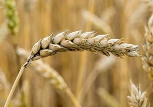 توزیع جو تا رسیدن بازار به تعادل ادامه دارد