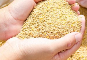 بازار انحصاری، برنج ایرانی را گران کرد