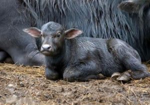 گاومیش‌داری در مسیر صنعتی شدن؛ شیردوش‌های مکانیزه توسعه میابند