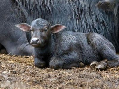 گاومیش‌داری در مسیر صنعتی شدن؛ شیردوش‌های مکانیزه توسعه میابند