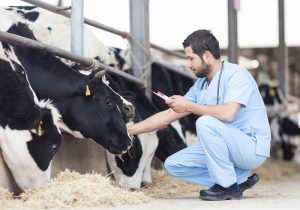 واکسیناسیون ۵ میلیون راس دام علیه بیماری های مشترک انسان و حیوان