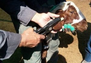 هویت‌گذاری دام دوباره کلید می‌خورد؛ ایران آماده تأمین دام سبک برای مناسبت‌های مذهبی منطقه‌ای