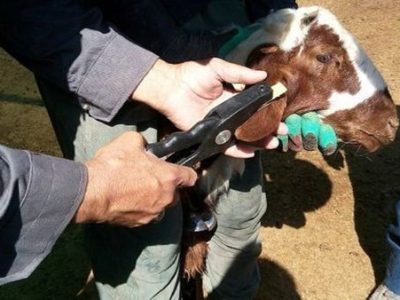 هویت‌گذاری دام دوباره کلید می‌خورد؛ ایران آماده تأمین دام سبک برای مناسبت‌های مذهبی منطقه‌ای