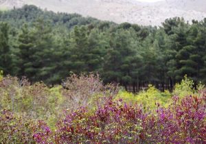 تنش آبی چگونه نفس پایتخت را می گیرد؟؛ قطع ۲۰ هزار اصله درخت در چیتگر و سرخه حصار