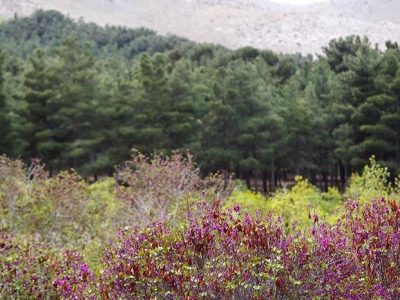 تنش آبی چگونه نفس پایتخت را می گیرد؟؛ قطع ۲۰ هزار اصله درخت در چیتگر و سرخه حصار