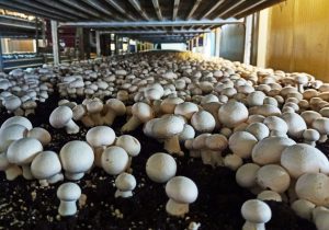 خوزستان، پیشتاز تولید قارچ خوراکی کشور با چشم‌انداز صادراتی روشن