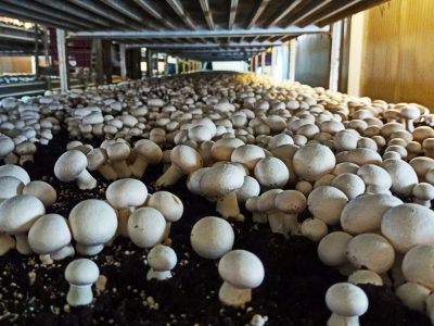 خوزستان، پیشتاز تولید قارچ خوراکی کشور با چشم‌انداز صادراتی روشن