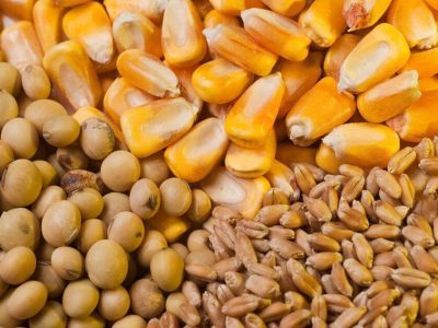 توزیع ۱۴۰ هزار تن نهاده دامی میان عشایر کشور