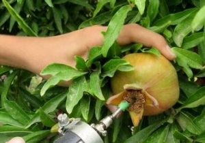 تاج‌تراشی مؤثرترین روش کنترل کرم گلوگاه انار است؛ کاهش آلودگی تا ۹۹ درصد