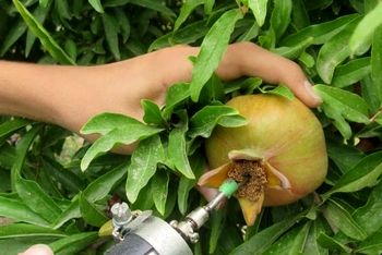 تاجتراشی مؤثرترین روش کنترل کرم گلوگاه انار است؛ کاهش آلودگی تا ۹۹ درصد