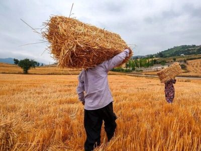 قیمت واقعی گندم اعلام شد