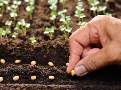 عملکرد محصولات کشاورزی از بذر معمولی تا گواهی شده