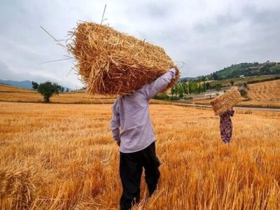 تاخیر در اعلام قیمت خرید تضمینی گندم به نفع کشاورزان تمام میشود