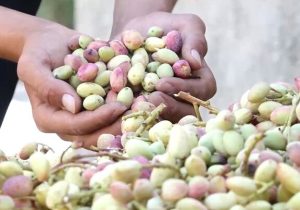 کشت پسته‌ در ۴۳۳ هکتار از اراضی مستعد استان زنجان