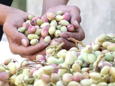 کشت پسته‌ در ۴۳۳ هکتار از اراضی مستعد استان زنجان