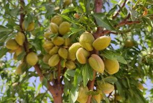 اجرای طرح پایلوت مقایسه ۶۰ رقم بادام امیدبخش در چهارمحال و بختیاری