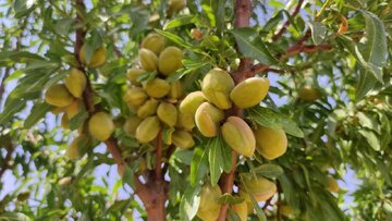 اجرای طرح پایلوت مقایسه ۶۰ رقم بادام امیدبخش در چهارمحال و بختیاری