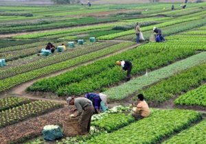 اراضی کشاورزی کشور به ۱۷ میلیون هکتار رسید؛ استخراج اطلاعات سرشماری در کمتر از ۷ ماه