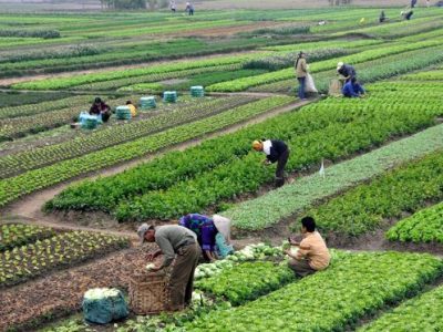 اراضی کشاورزی کشور به ۱۷ میلیون هکتار رسید؛ استخراج اطلاعات سرشماری در کمتر از ۷ ماه