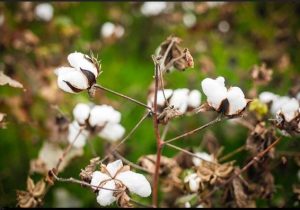 پنبه گلستان کم‌رمق شد