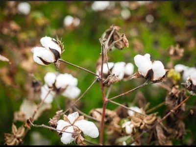 پنبه گلستان کم‌رمق شد