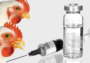 ۵۰۰ میلیون دوز واکسن طیور در در سال ١۴٠۴ تولید می‌شود