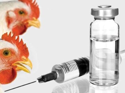 ۵۰۰ میلیون دوز واکسن طیور در در سال ١۴٠۴ تولید می‌شود