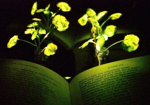 تبدیل گیاهان آپارتمانی به چراغ خواب های درخشان و طبیعی