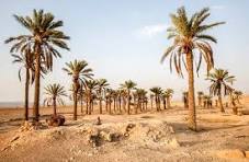 رهاسازی آب برای نجات نخیلات خوزستان آغاز شد