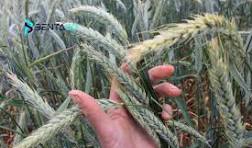 کشت تریتیکاله؛ گام مؤثر گیلان در توسعه کشاورزی کمآببر است
