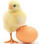 خرید حمایتی تخم‌مرغ و صادرات به افغانستان و پاکستان آغاز شد